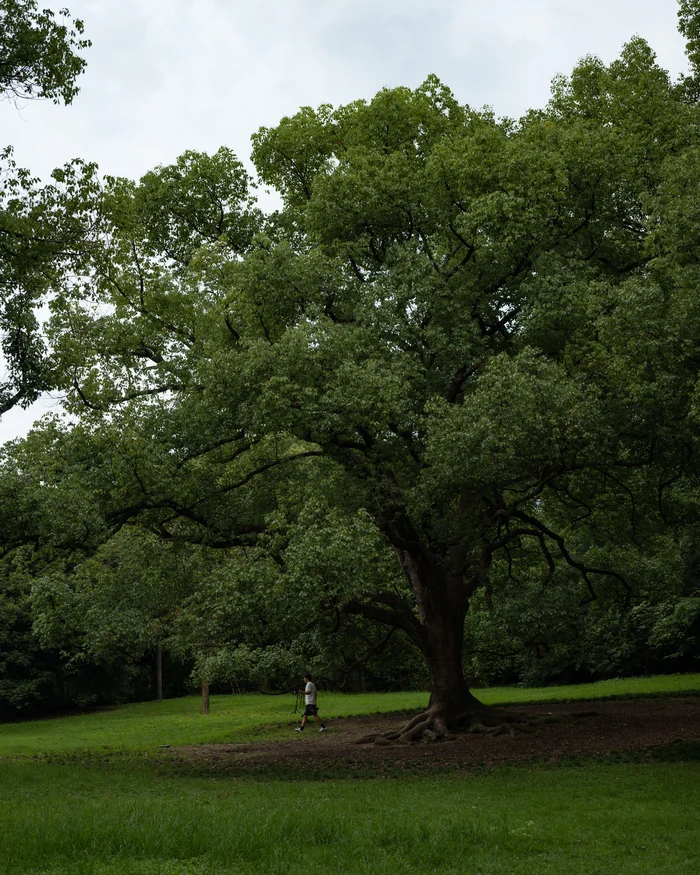 A mature tree with the crown thinned and deadwood removed