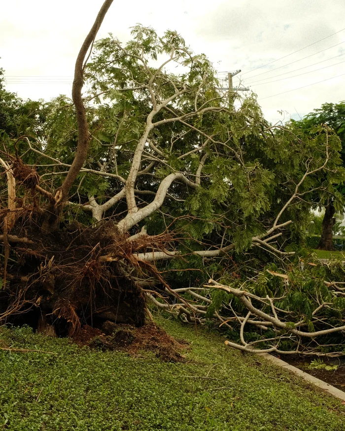 A yard cleared of a fallen tree with the fence repaired