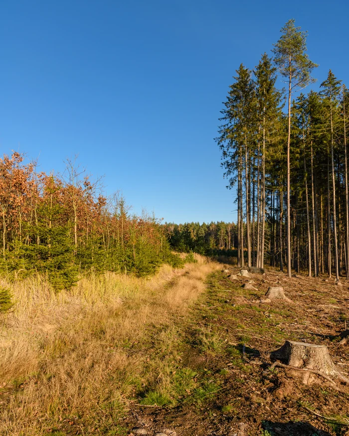 A cleared fence line along a commercial property